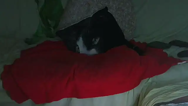 VeneRed online show from September 2025 09:51:01 PM