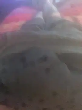 solomec online show from September 2025 06:39:01 AM