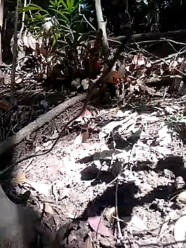 Snapshot of subaru8291 chatting on November 2025 03:50:01 AM subaru8291 online show from November 2025 03:50:01 AM