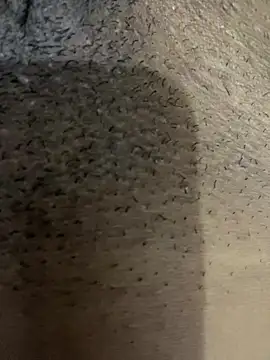 Gordelicia03 online show from November 2025 03:12:02 PM