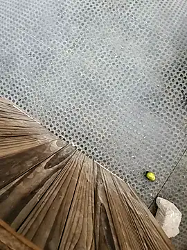 Snapshot of tesaodaweb chatting on December 2025 03:16:02 PM tesaodaweb online show from December 2025 03:16:02 PM