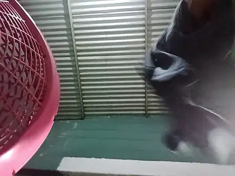 Rpra online show from March 2025 11:10:02 AM