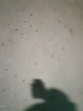 Raj41 online show from January 2026 04:21:02 PM