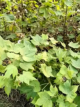 himvilohi08 online show from October 2025 11:42:01 AM