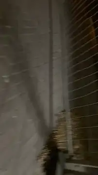 Raegis online show from November 2025 03:06:01 AM