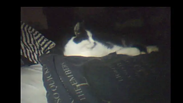 pietje1991 online show from January 2026 09:17:01 PM