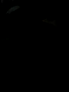 Reeelo online show from November 2025 04:09:02 PM