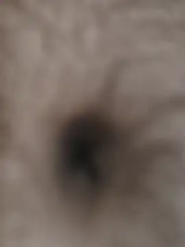 beststripy online show from August 2026 08:33:01 PM