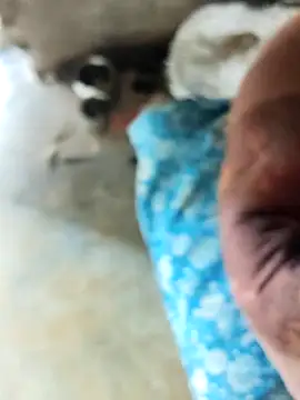 INTERNATIONAL0001 online show from December 2025 03:03:01 AM