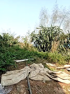 linda bae00 online show from March 2026 07:15:01 AM