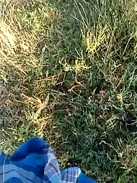 Snapshot of dolphiinn chatting on April 2026 01:49:01 AM dolphiinn online show from April 2026 01:49:01 AM