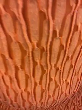 Ebony Warlock  online show from November 2025 10:01:02 AM