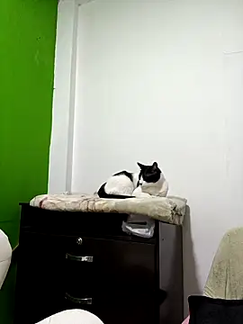 Snapshot of kate_rosse02 chatting on February 2026 08:41:01 AM kate rosse02 online show from February 2026 08:41:01 AM