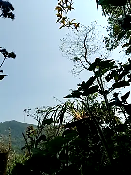 kemtuoi-sex online show from April 2026 03:17:02 AM