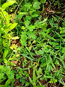 Snapshot of telugumodda4396 chatting on September 2025 07:10:02 AM telugumodda4396 online show from September 2025 07:10:02 AM