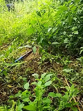 Snapshot of telugumodda4396 chatting on October 2025 06:14:02 AM telugumodda4396 online show from October 2025 06:14:02 AM