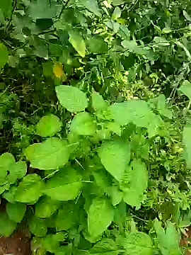 Snapshot of telugumodda4396 chatting on October 2025 05:48:02 AM telugumodda4396 online show from October 2025 05:48:02 AM