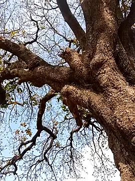 Rs sonam online show from April 2026 10:57:01 AM