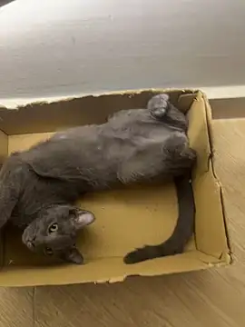 Snapshot of emi_star chatting on June 2026 01:52:01 AM emi star online show from June 2026 01:52:01 AM