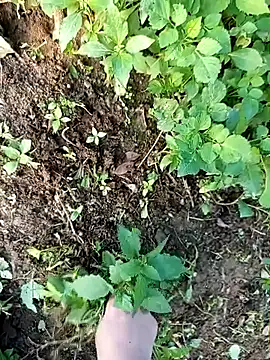 Snapshot of Fish_yellow chatting on December 2025 09:47:01 AM Fish yellow online show from December 2025 09:47:01 AM