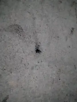 rickkis2k online show from December 2025 11:01:02 PM