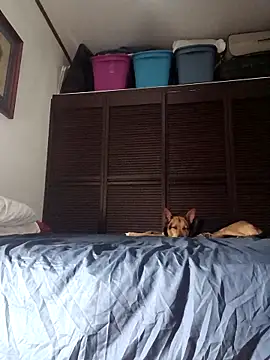 elargon dawn online show from November 2025 03:50:01 AM