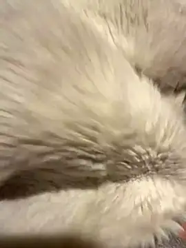 Snapshot of Jackoff2345 chatting on October 2025 03:34:01 AM Jackoff2345 online show from October 2025 03:34:01 AM