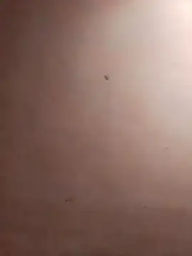 TuFlapito online show from November 2025 02:55:02 PM