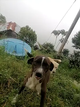 Snapshot of Ckinetor chatting on January 2026 05:29:02 PM Ckinetor online show from January 2026 05:29:02 PM