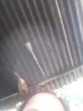 Snapshot of jacka_305 chatting on January 2026 06:51:02 AM jacka 305 online show from January 2026 06:51:02 AM