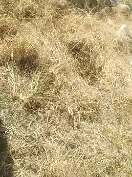 Snapshot of DanielGr27 chatting on December 2025 07:10:01 PM DanielGr27 online show from December 2025 07:10:01 PM