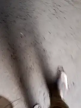 Nick universal online show from February 2026 01:06:01 AM