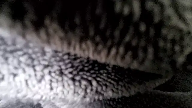 Snapshot of Saarboy90 chatting on December 2025 12:54:01 PM Saarboy90 online show from December 2025 12:54:01 PM