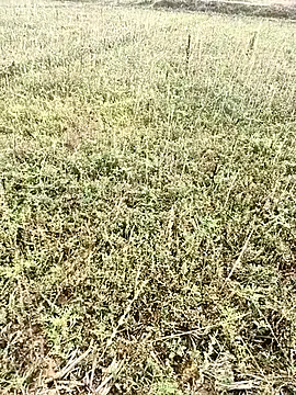 Sheela Sex90 online show from April 2026 03:59:02 AM