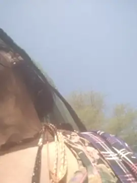 hornycouple20000 online show from February 2026 05:01:02 AM