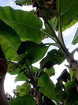 Wild and Sweets online show from January 2026 07:52:01 PM