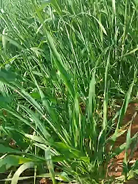 Kirti sexy online show from January 2026 09:25:01 AM