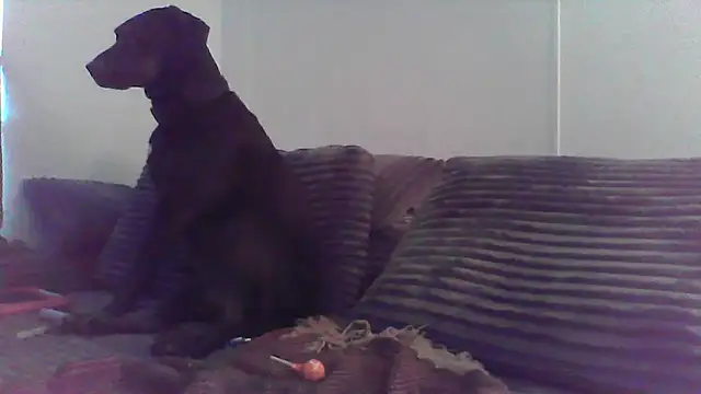 HungandHynotic online show from March 2026 01:01:02 AM