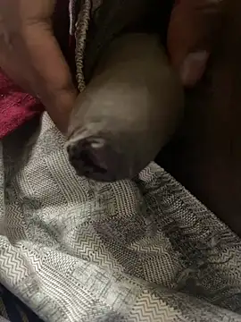 Magic Spell Tamil online show from February 2026 03:34:02 PM