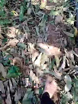 Snapshot of blackbeauty321 chatting on March 2026 09:04:01 AM blackbeauty321 online show from March 2026 09:04:01 AM