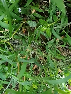 luck00y online show from July 2026 12:59:02 AM