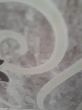 sk022 online show from April 2026 05:14:01 AM