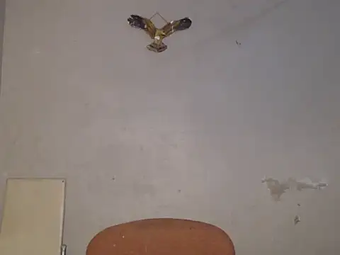 Snapshot of Frank_X_Husle chatting on July 2026 06:56:02 PM Frank X Husle online show from July 2026 06:56:02 PM