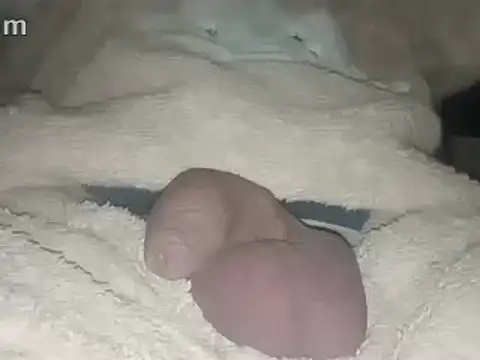 Snapshot of Bigdick666cm chatting on February 2025 03:45:02 AM Bigdick666cm online show from February 2025 03:45:02 AM