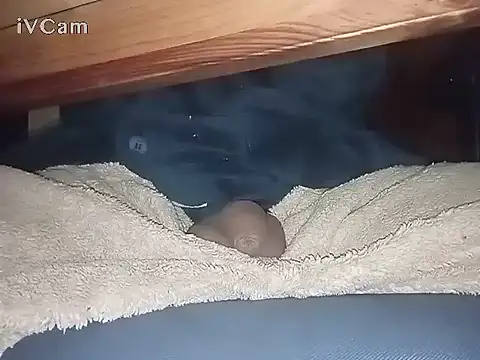 Snapshot of Bigdick666cm chatting on March 2025 03:13:02 AM Bigdick666cm online show from March 2025 03:13:02 AM