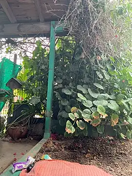 sofy alone online show from February 2026 11:53:02 AM