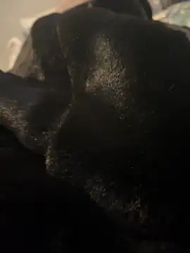 Snapshot of Furdale chatting on December 2024 03:10:02 PM Furdale online show from December 2024 03:10:02 PM