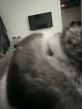 Snapshot of Furdale chatting on September 2025 04:31:02 PM Furdale online show from September 2025 04:31:02 PM