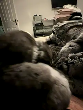 Snapshot of Furdale chatting on November 2025 04:40:02 PM Furdale online show from November 2025 04:40:02 PM