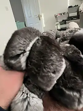 Furdale online show from February 2026 03:53:01 PM